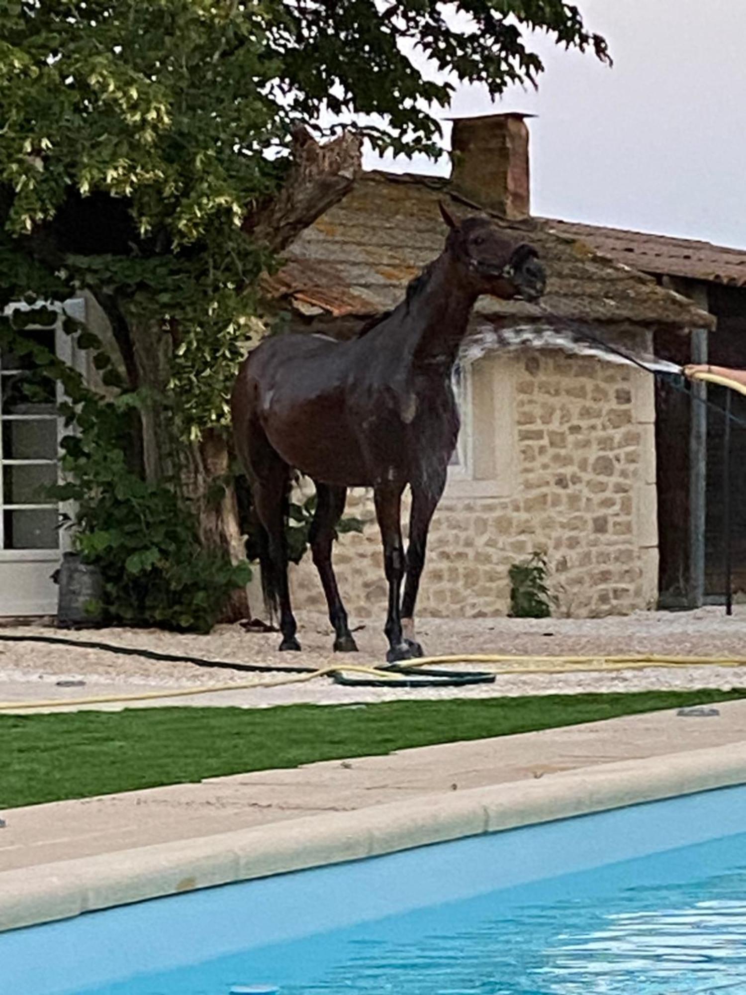 Gite Provencal Du Mas Arnaud Arles Extérieur photo